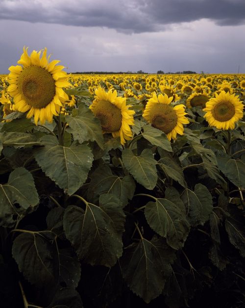flowers sunflowers field