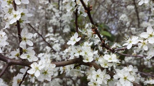 flowers spring fruit tree