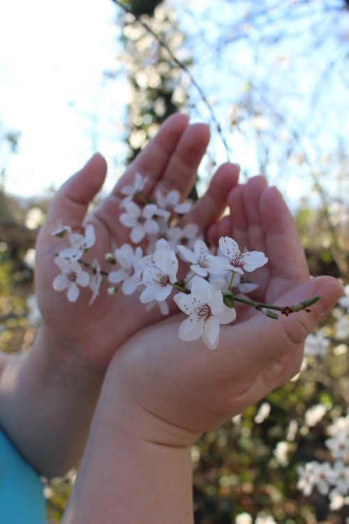 flowers cherry handschild