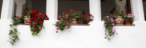 flowers pots window