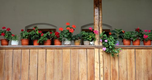 flowers pots window