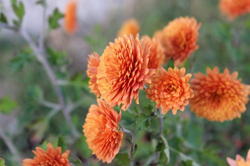 flowers flower beautiful flowers