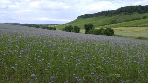 flowers arable california bluebell