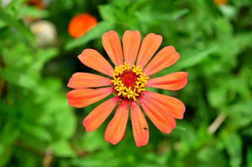 flowers orange flower zinnia