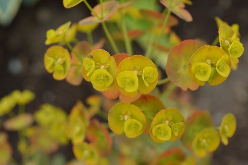 flowers yellow nature