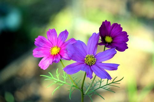 cosmea flowers nature