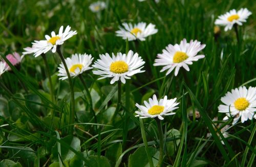 daisy flowers wildflowers