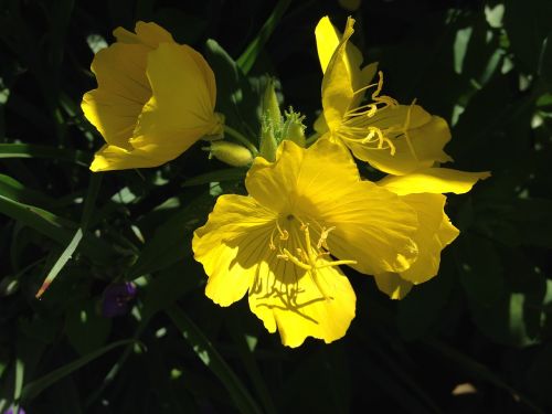 flowers yellow nature