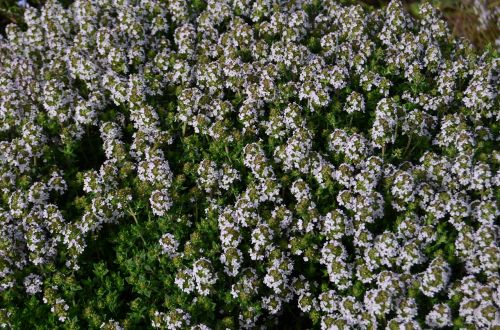 flowers field spring