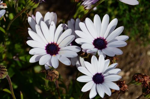 african daisy flowers margaritas