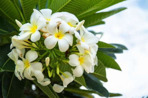 flowers frangipani flowers frangipani