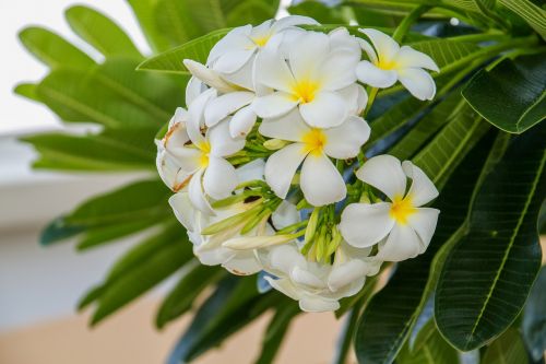 flowers frangipani flowers frangipani