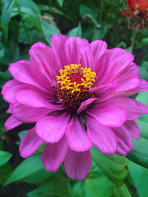 flowers dahlia pink