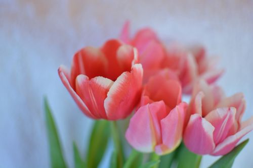 flowers tulip bright