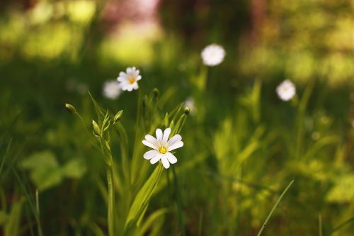 flowers spring white flower