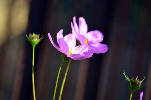 flowers spring blossom