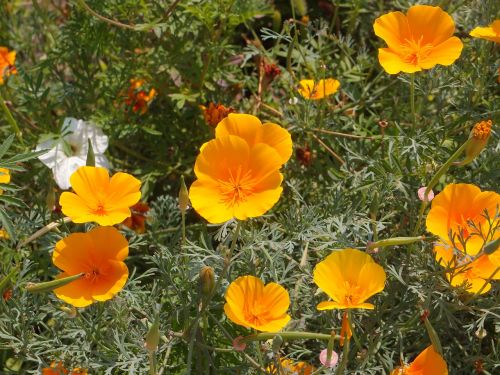 flowers garden flowers flower bed