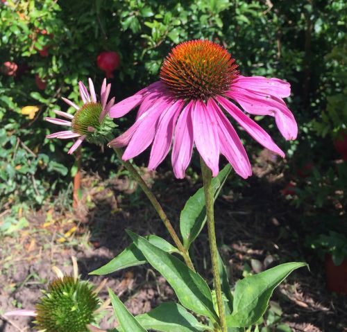 flowers nature echinacea