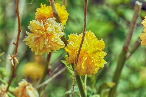 flowers bowls vegetation