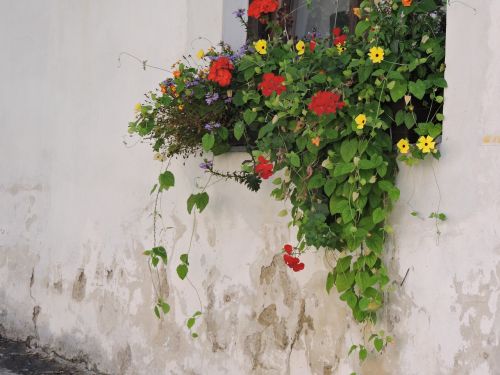 flowers house wall window