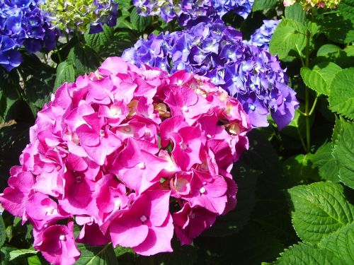 flowers hortensia fuchsia