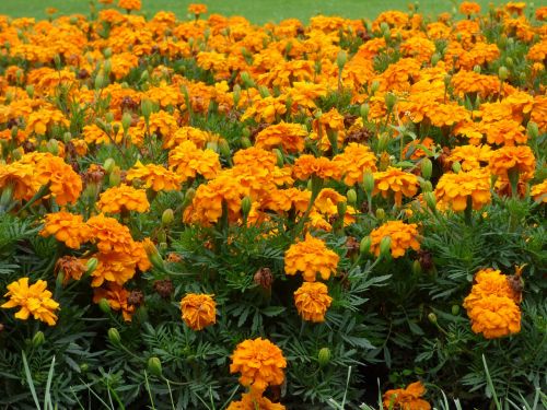 flowers orange field