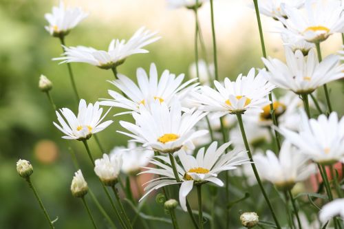 flowers chamomile flower