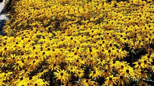 flowers nature plants