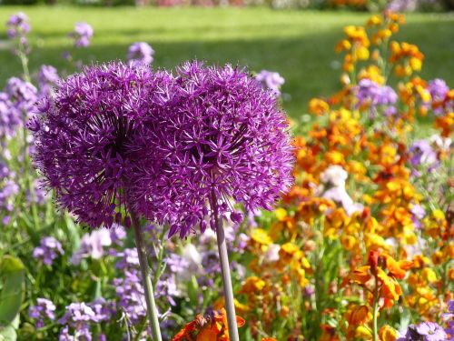 flowers alium violet