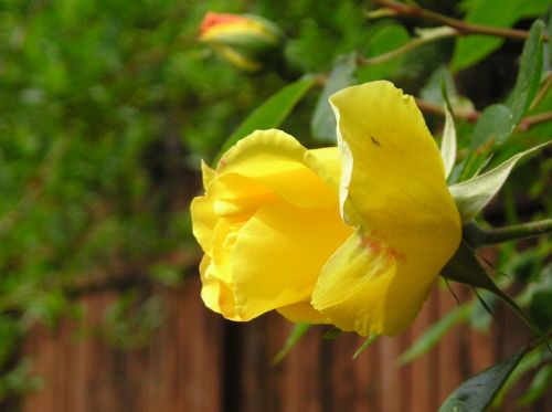flowers rose yellow