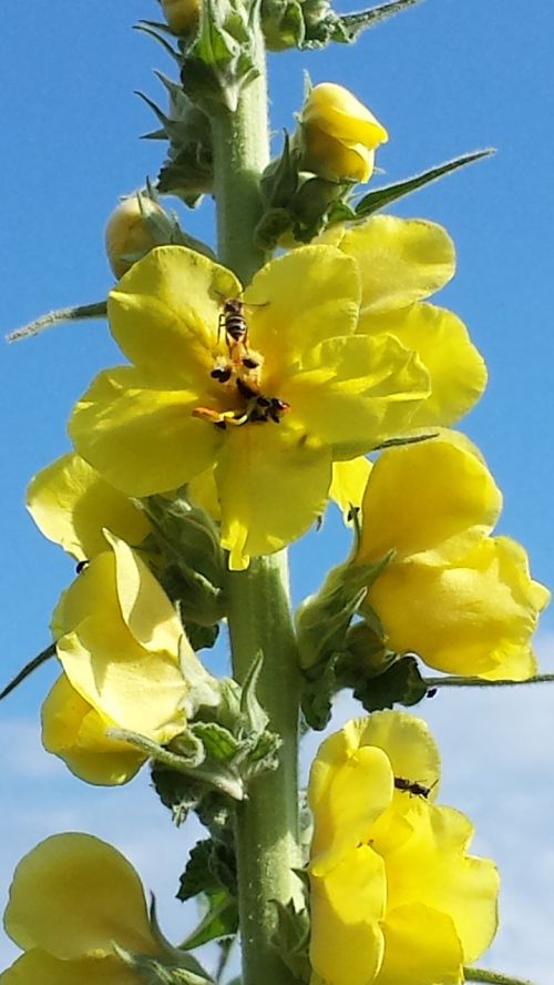 flowers mullein wild flower