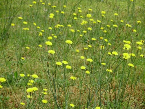 flowers meadow summer