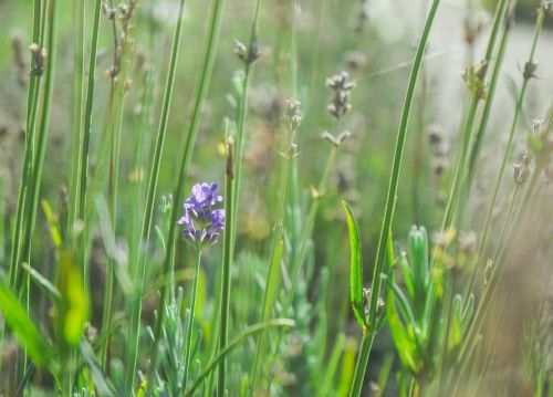 lavender flowers nature