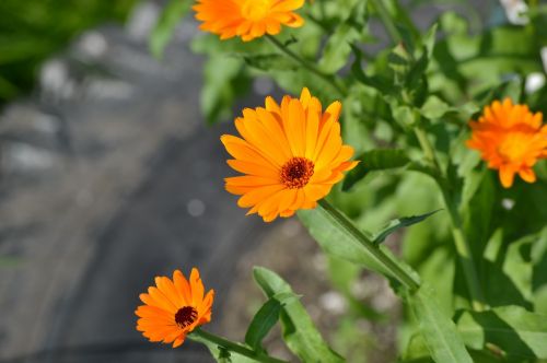 flowers garden flowers calendula