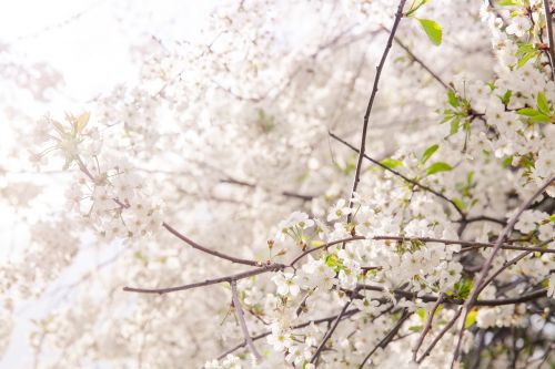 flowers sakura flowering tree