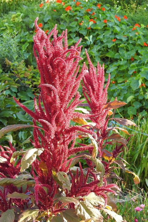 foxtail flowers red