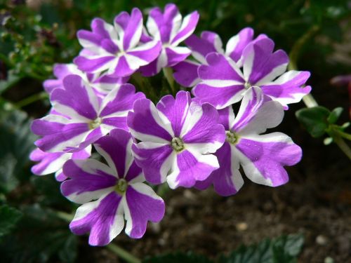 flowers plant garden