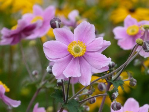 flowers pink garden