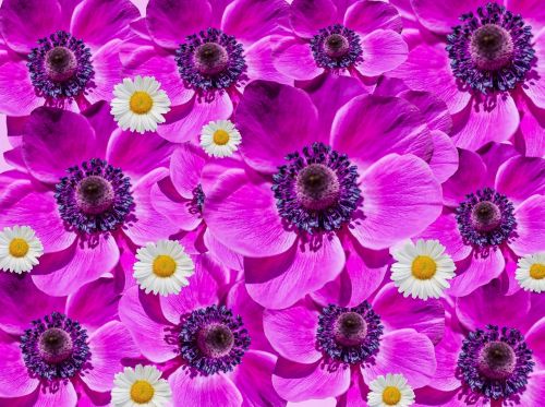 flowers anemone poppy