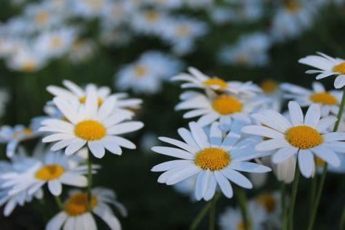 flowers doi inthanon nature