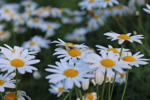 flowers doi inthanon nature