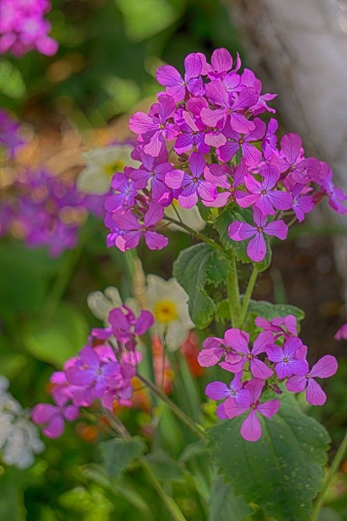 flowers geranium nature