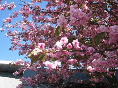 flowers tree spring