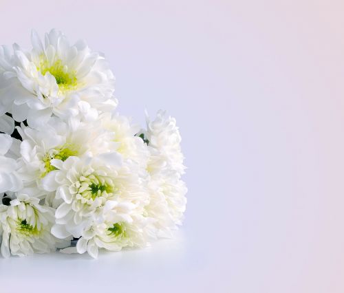 flowers chrysanthemums white