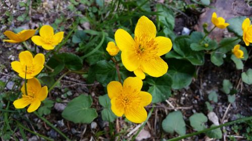 flowers yellow bloom