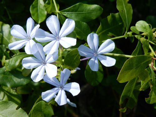 flowers flowering shrub blue flower