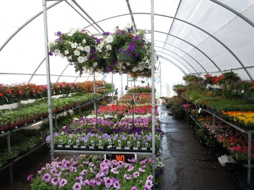 flowers greenhouse colorful
