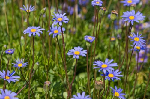 flowers background blue