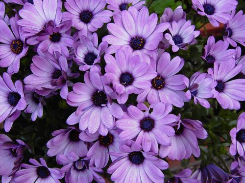 cape basket flowers violet