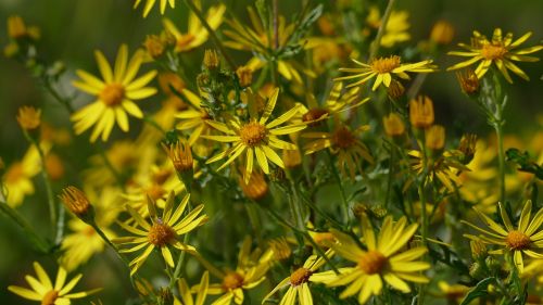 flowers meadow yellow